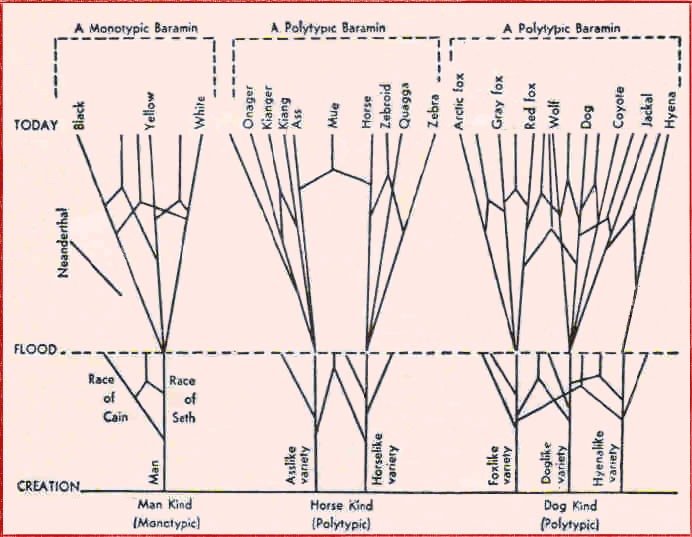 Genesis kinds1